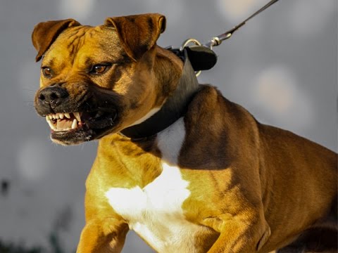 what to do with an aggressive dog 
