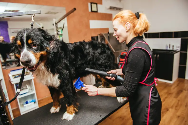 dog grooming training 
