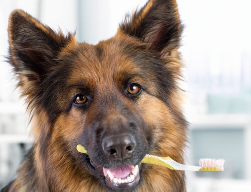 how to clean tartar off dog's teeth