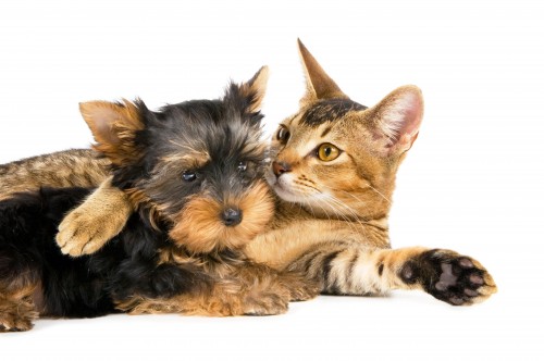 Dog Breeds Good with Cats