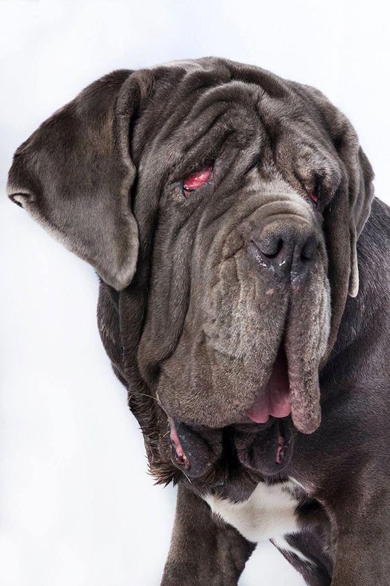 Martha, the winner in the world's ugly dog contest for 2017. 