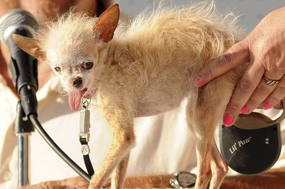 Yoda, the winner in the world's ugly dog contest for 2011. 
