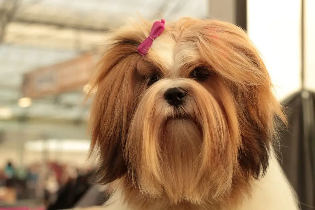long haired small dog breeds