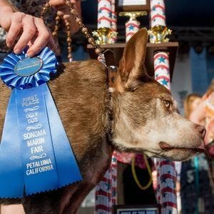 The World's Ugliest Dog Competition