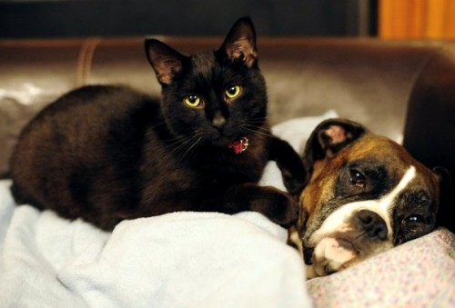 Top 7 Dog Breeds Good with Cats |