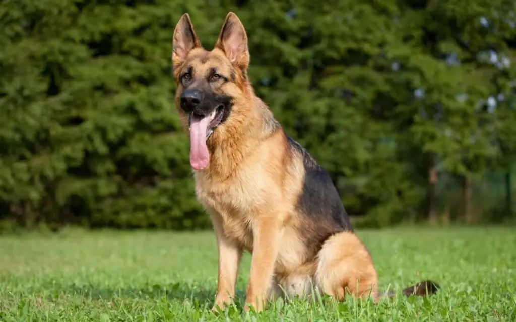 german shepherd dog 
