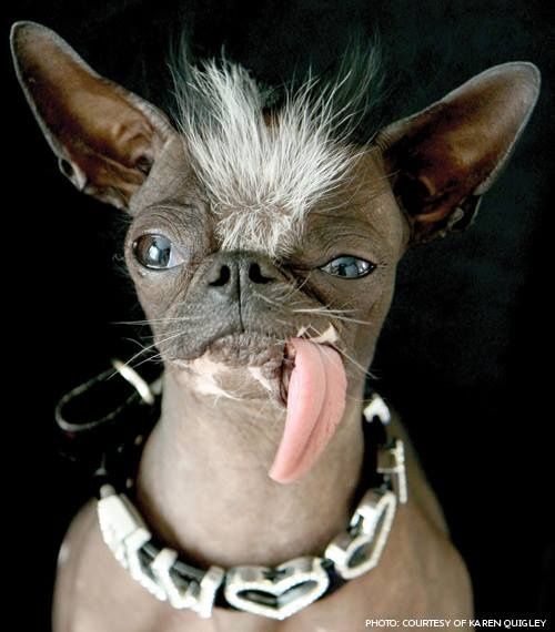 Elwood, the winner in the world's ugly dog contest for 2007. 