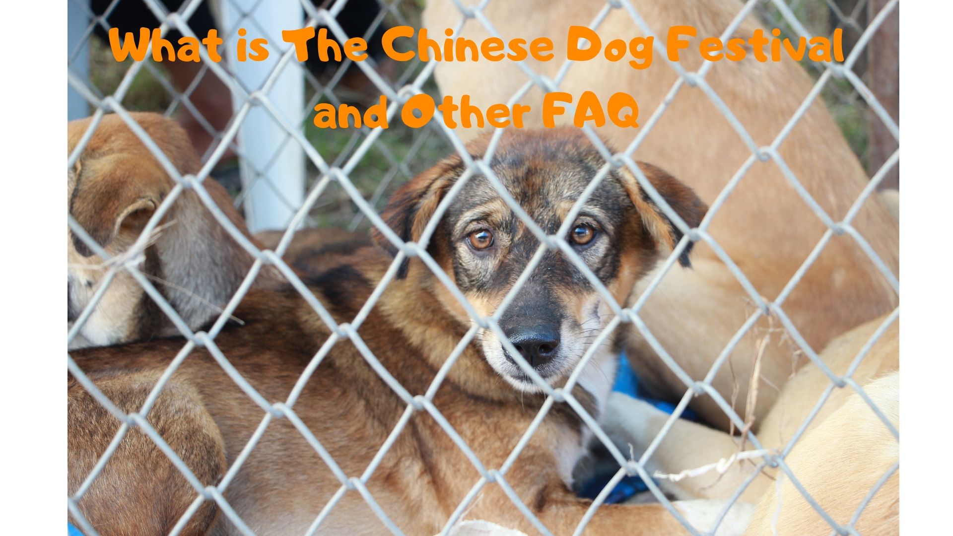 What is The Chinese​ Dog Festival and Other FAQ