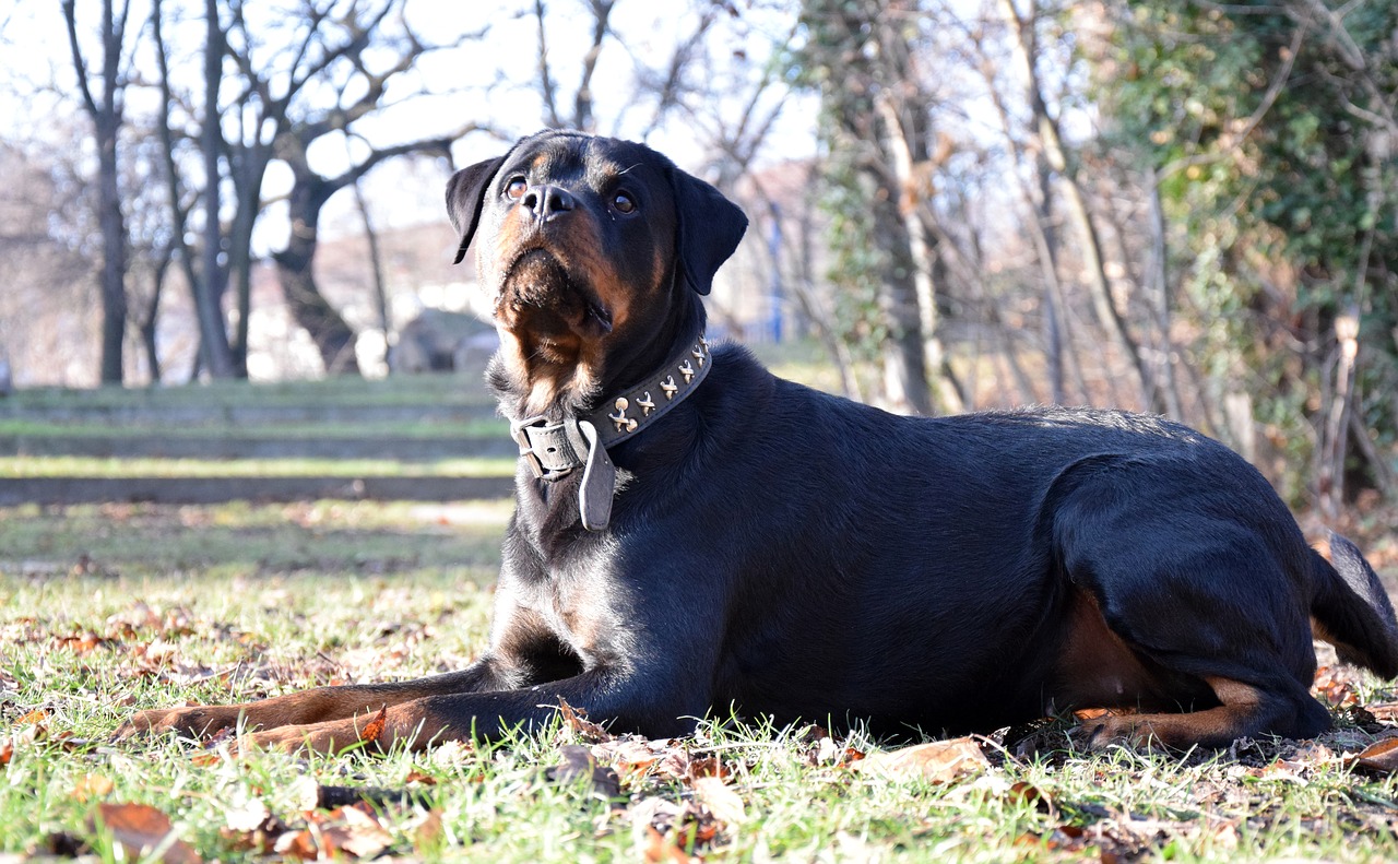 dog grooming tips for Rottweiler