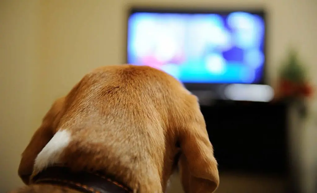 dog watching TV. dog scared of fireworks