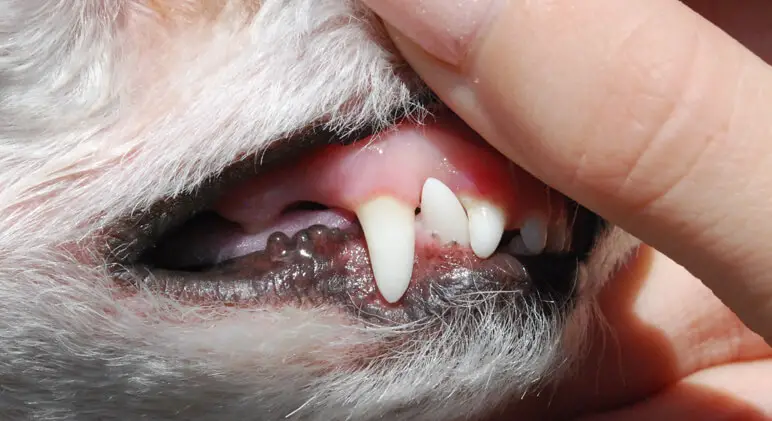 dog teeth chattering