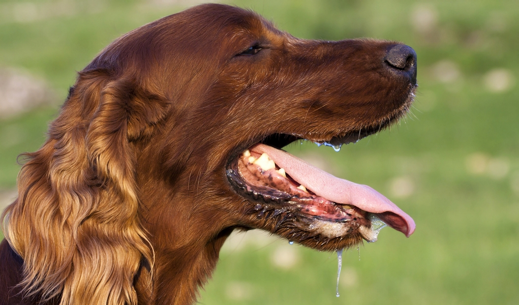 dog panting. How to Cool Down your Dog