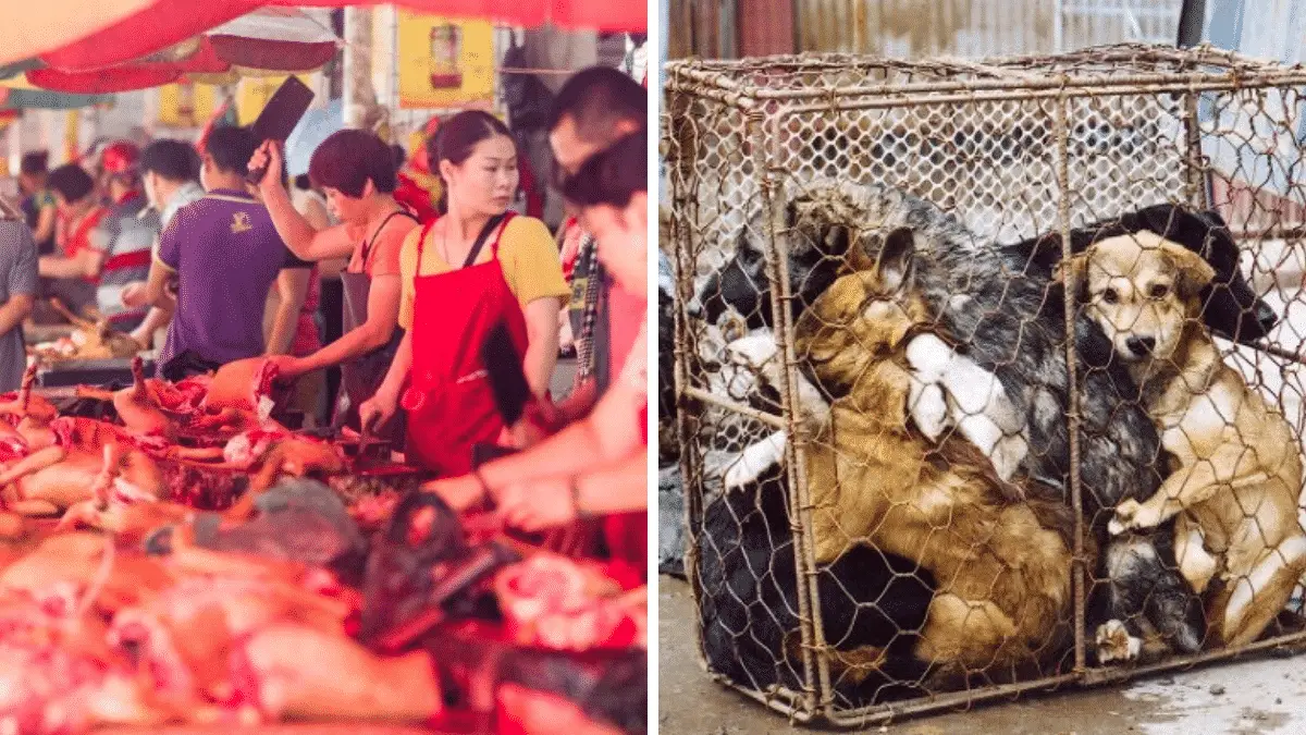 18 Facts About The Chinese Dog Meat Festival & Trade That Will Shock You To Your Core |