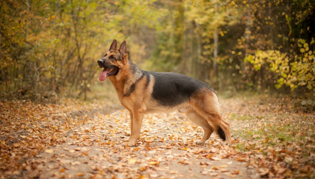 3 Types of Big German Shepherd: An Interview With One of them ...