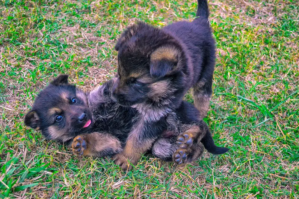 German shepherd puppy training