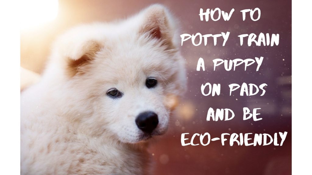 How to Potty Train A Puppy on Pads