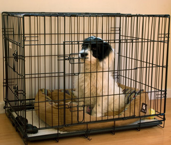 how to crate train your puppy