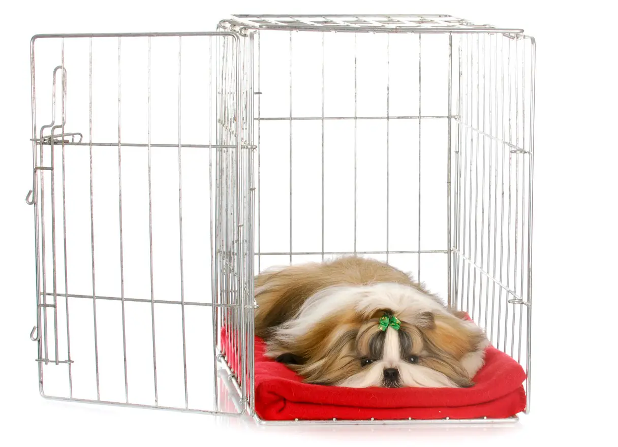 how to crate train your puppy