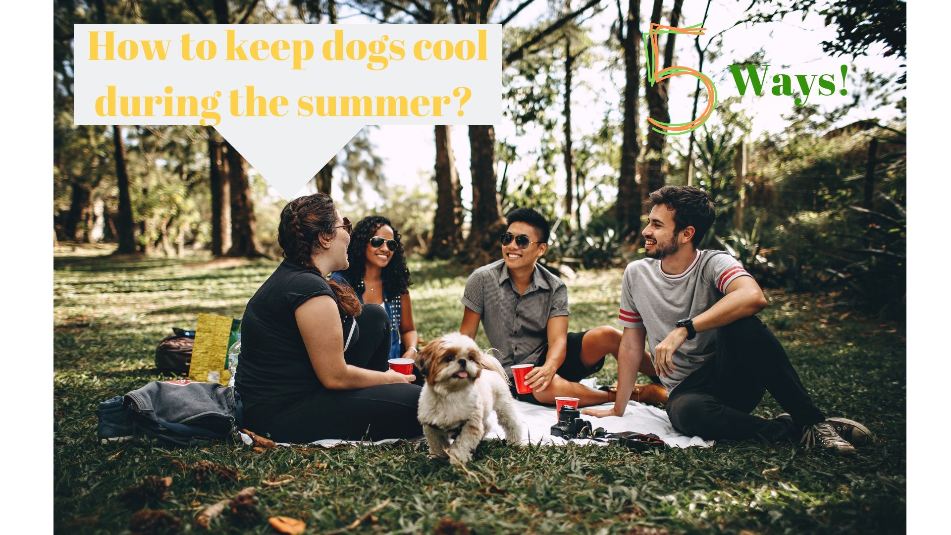 How to keep dogs cool during the summer (5 ways)