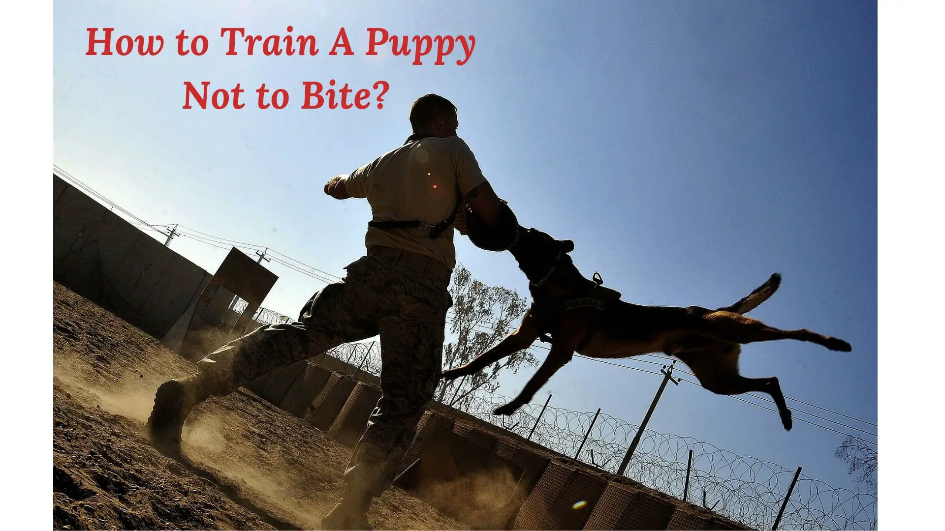How to train a puppy not to bite