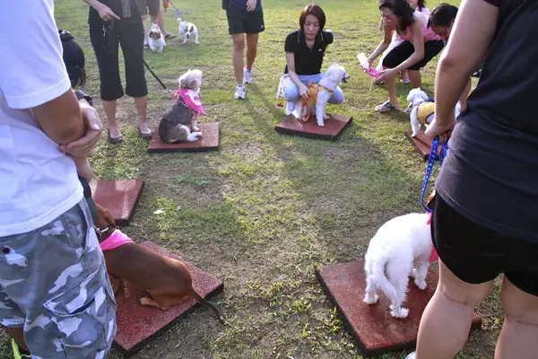 Dog Training Games