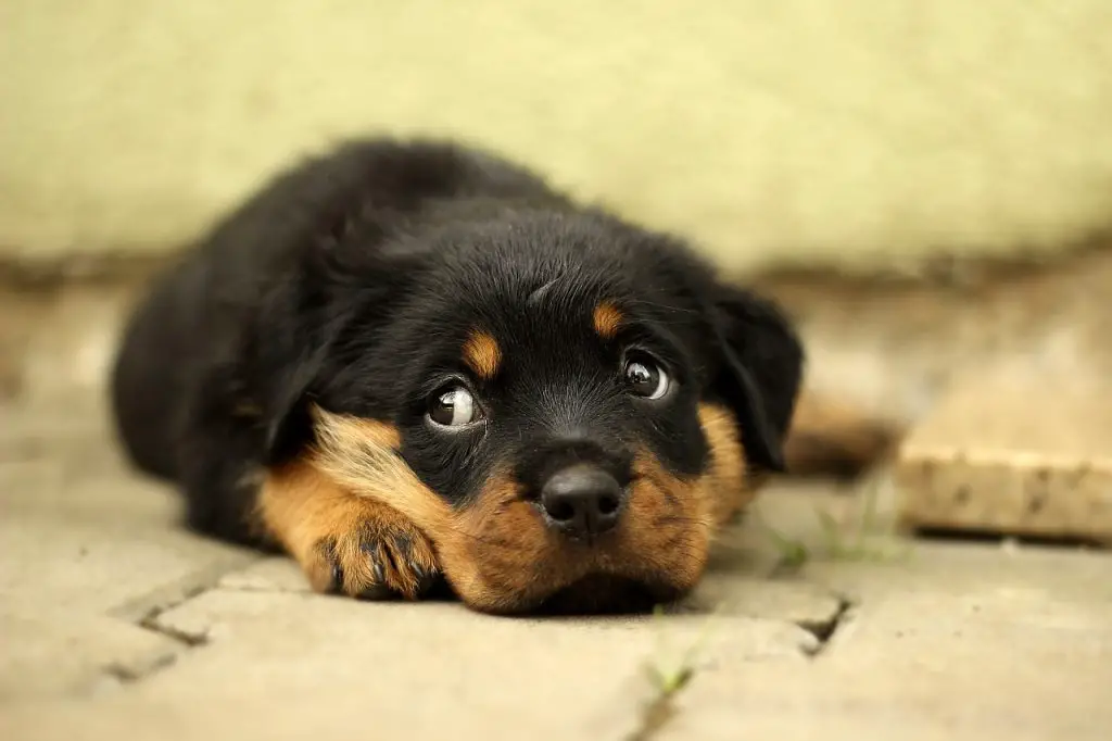 Rottweiler Puppy Training: The Ultimate Guide |