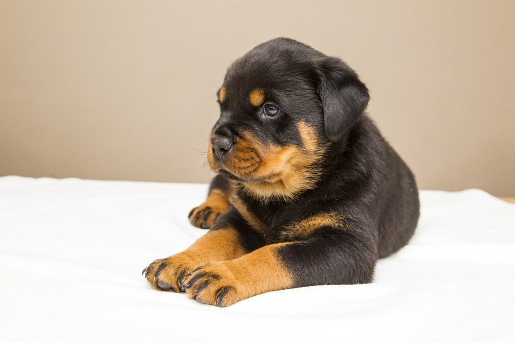 Rottweiler Puppy Training: The Ultimate Guide |