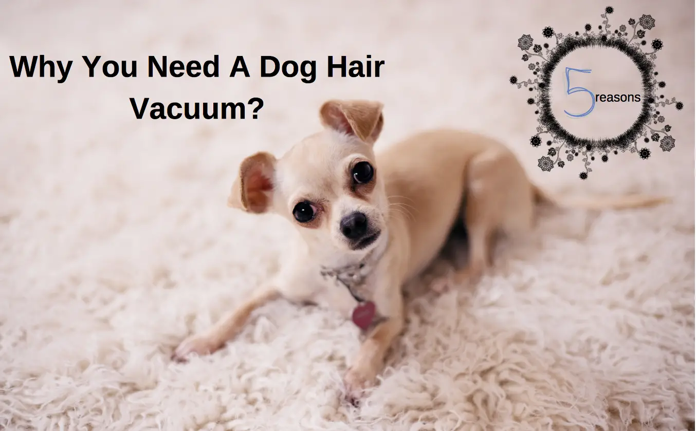 dog hair vacuum