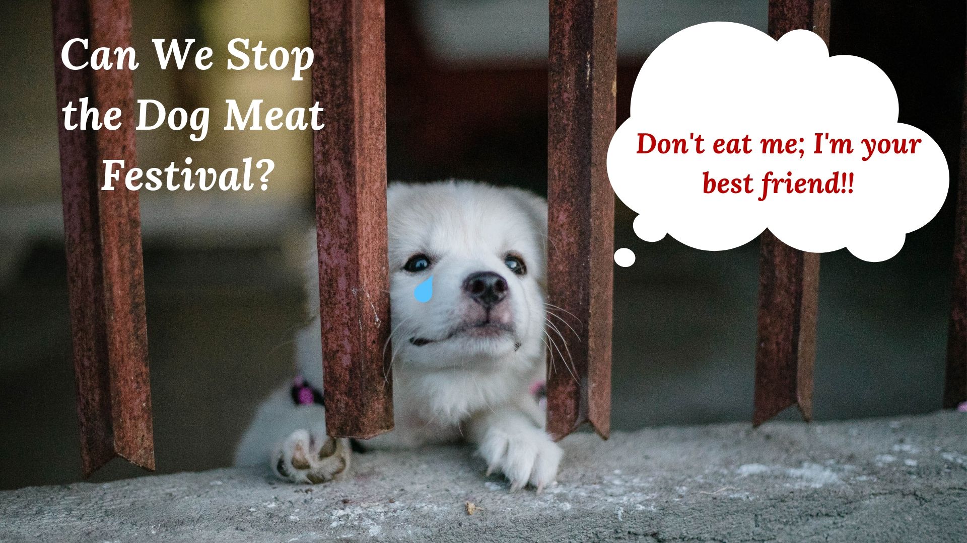 Can We Stop the Dog Meat Festival?