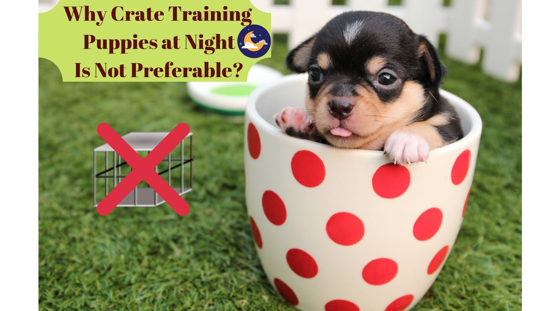 Why Crate Training Puppies at Night Is Not Preferable?