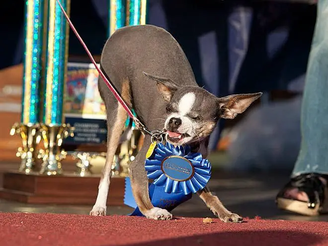 The World's Ugliest Dog Competition Is Coming, Is Your Pup Up for It? |