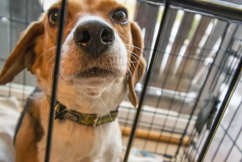 how to crate train a dog with separation anxiety