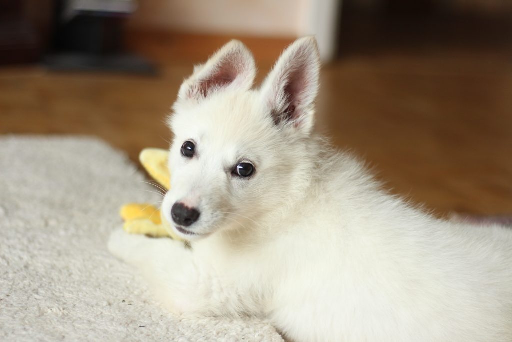 How to Potty Train A Puppy on Pads And Be Eco-friendly |