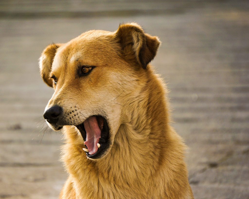 Canine Problems: How to Train a Dog Not to Bark |