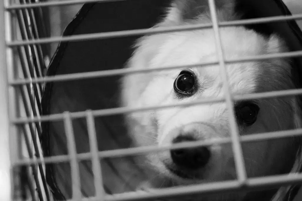 How to Kennel Train A Puppy in An Apartment |