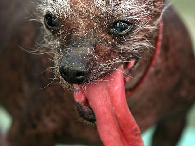 Archie.  Ugliest Dog Competition