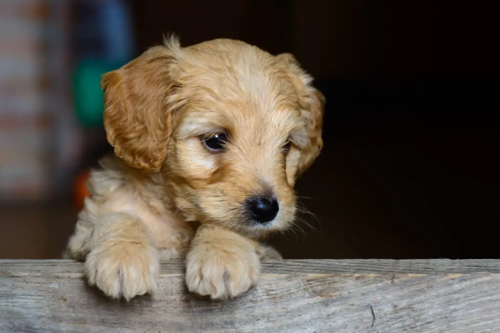 5 Basic Puppy Training Commands You Should Know |