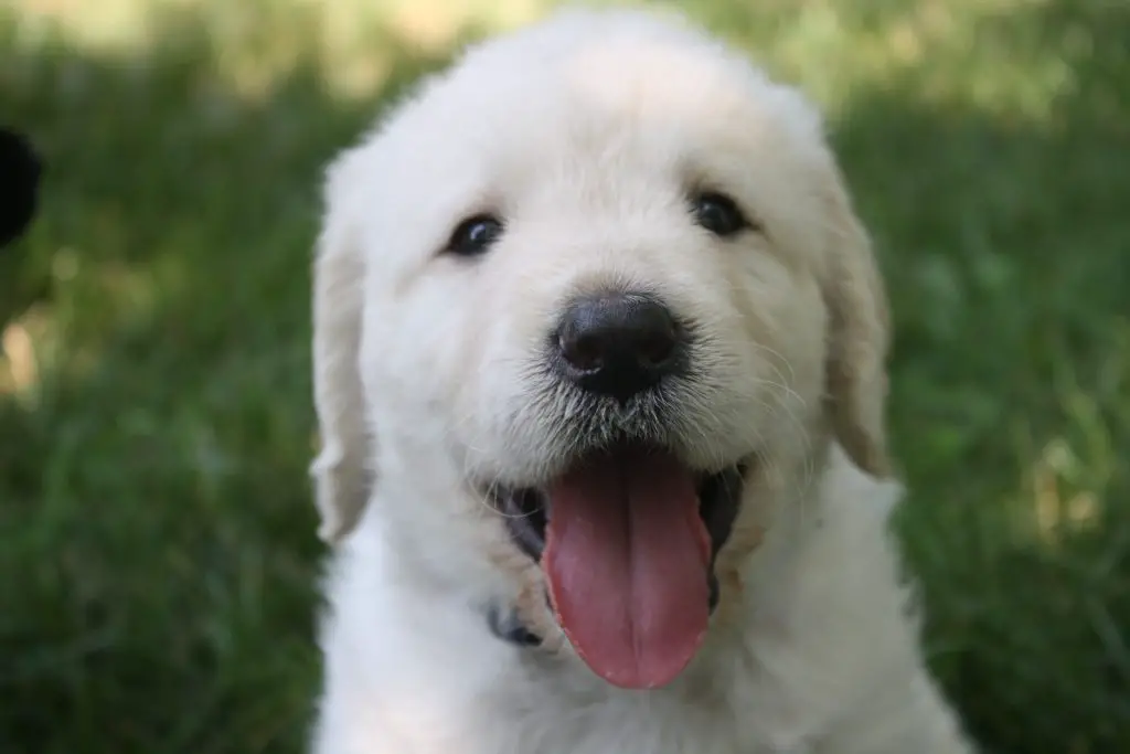 Puppy Grooming: Everything You Need To Know |