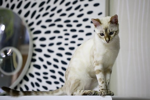 rare cat breeds Bengal featured image
