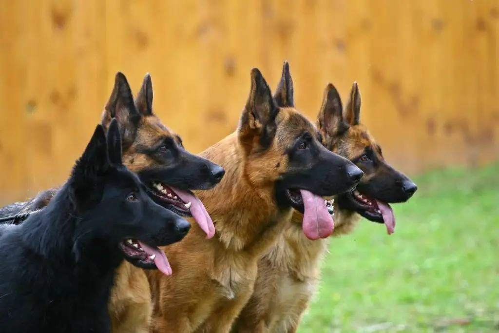 Four dogs of breed a German shepherd in a profile attentively look afar. different types of German shepherd dogs