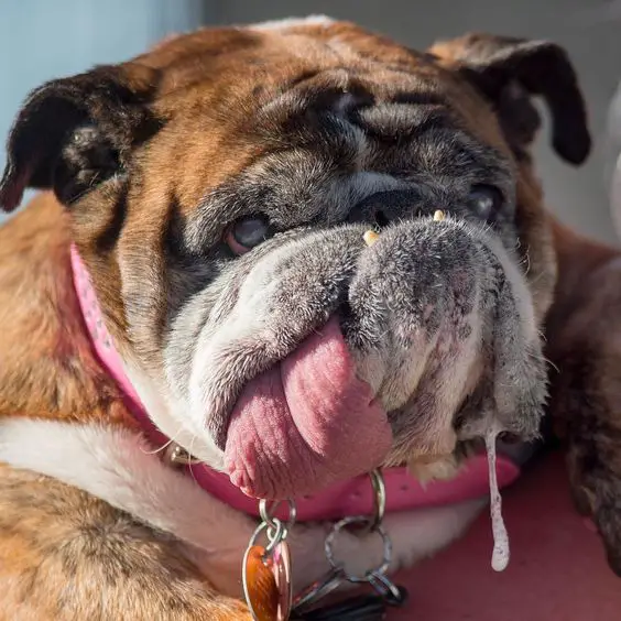 Zsa zsa, the winner in the world's ugly dog contest for 2018. 