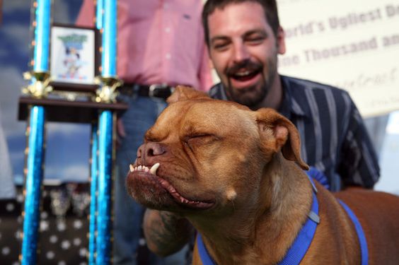 Pabst, the winner in the world's ugly dog contest for 2009. 