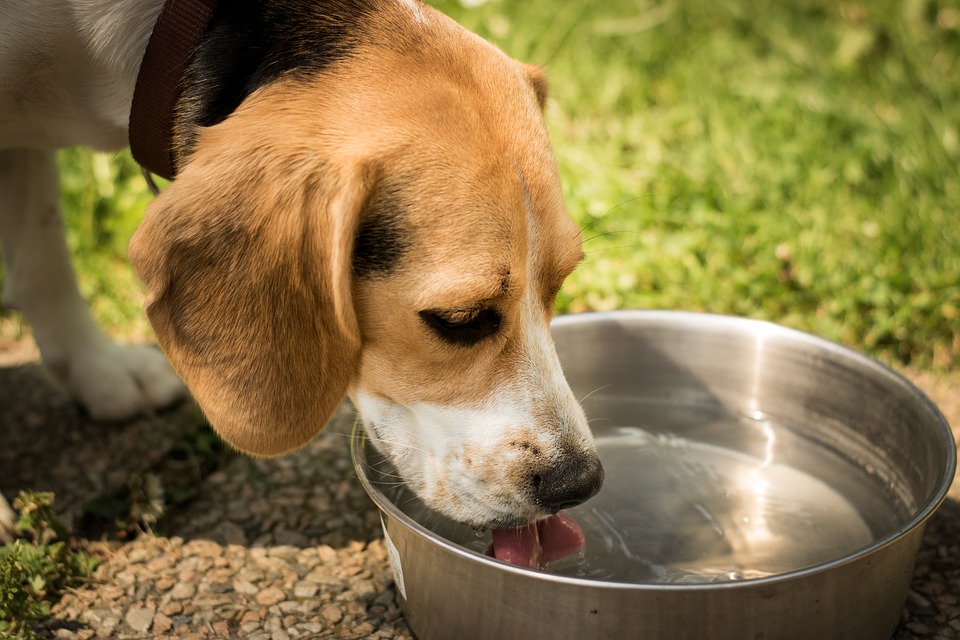 dog drinking. How to Cool Down Your Dog
