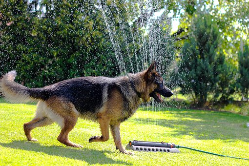 how to keep dogs cool outside sprinkler dog