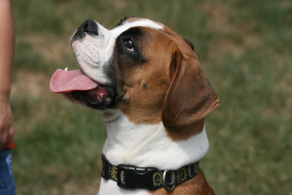 Boxer Puppy Training 10 Steps Guide to Do It Right
