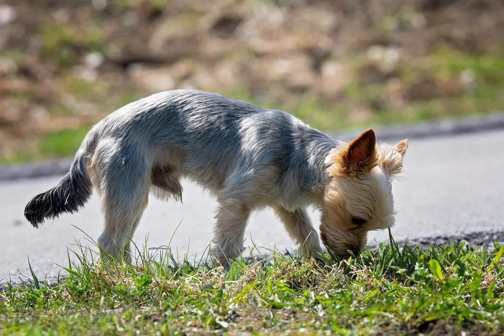 a dog sniffing- Scent Training For Dogs
