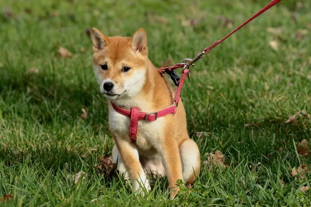 Dog Training Harness: Ultimate Guide |