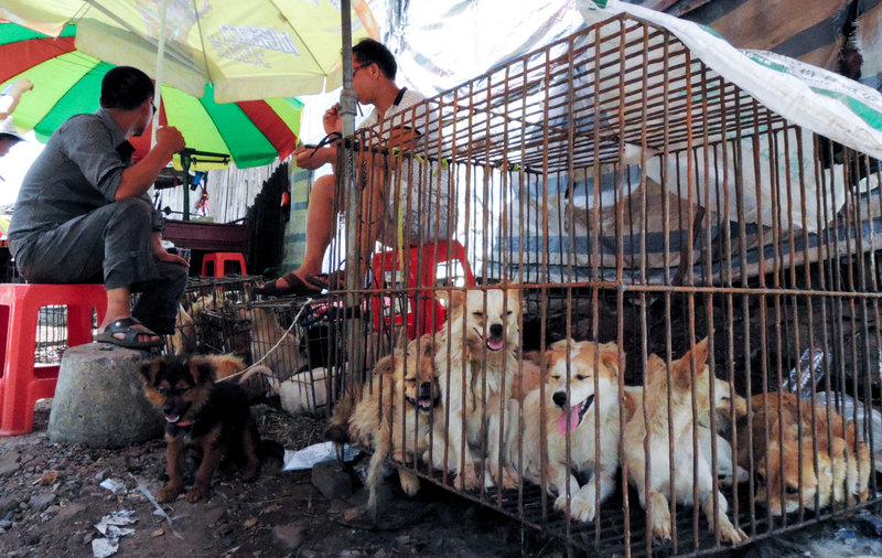 18 Facts About The Chinese Dog Meat Festival & Trade That Will Shock You To Your Core |