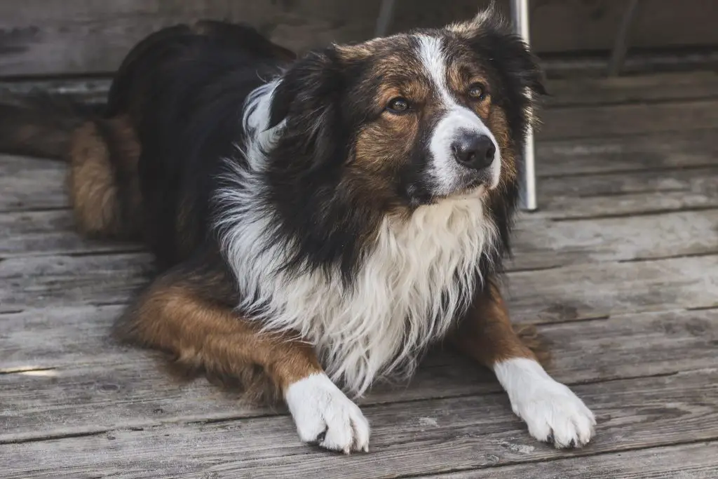 Your Dog Scared of Thunder(5 Ways to Ease It) |