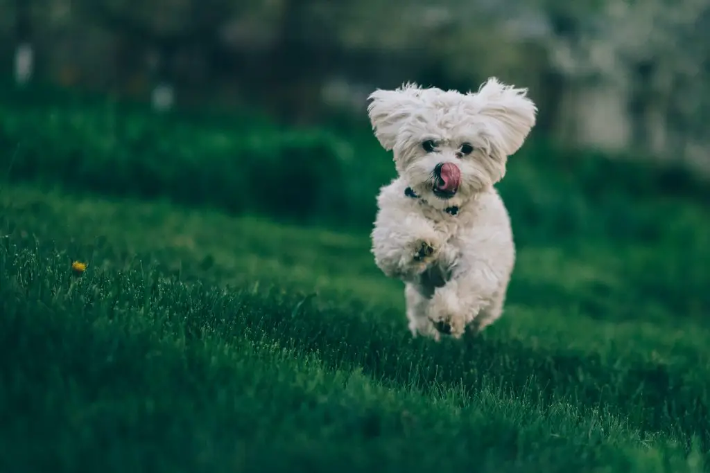 dog running
Puppy Obedience Training